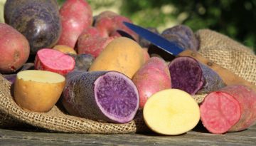 ziemniaki i ich historia