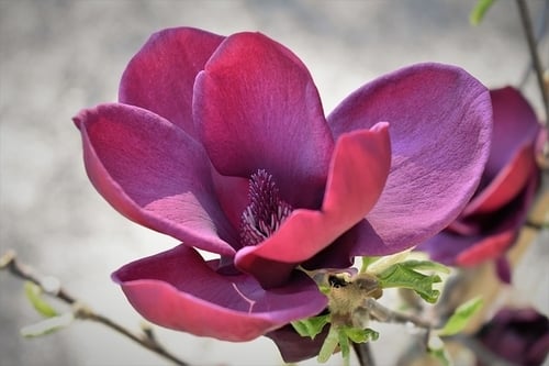 kwiat magnolii