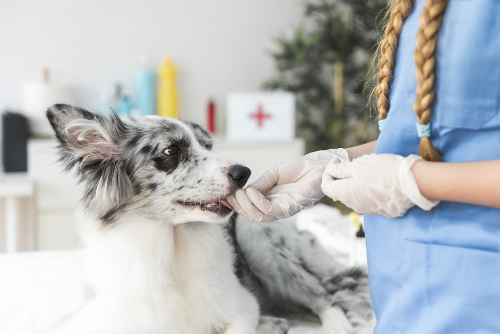 koronawirus u psa leczenie